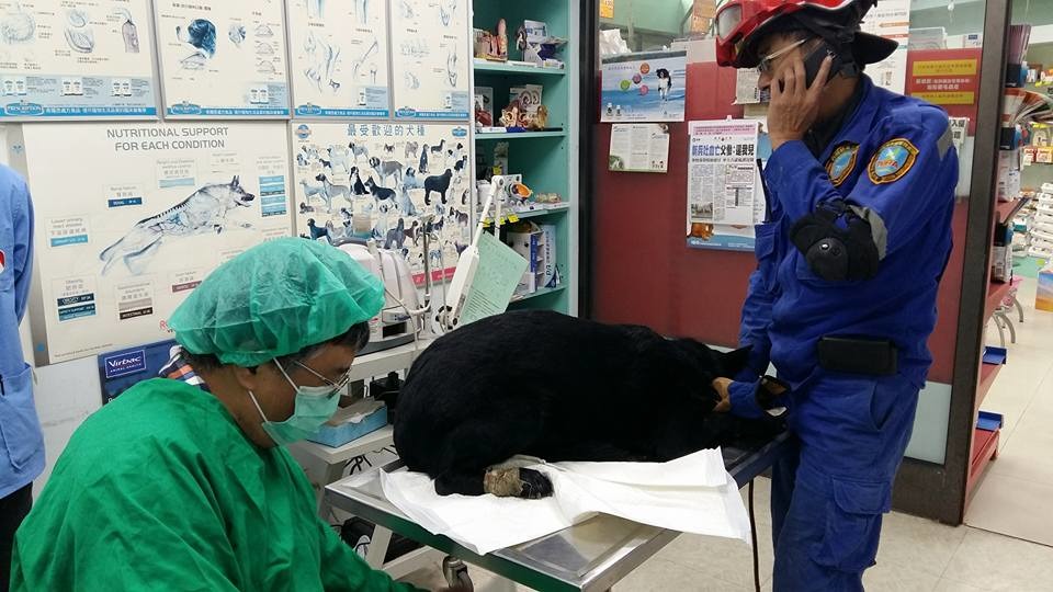 臨近災害現場的慈愛動物醫院成立免費搜救犬醫療、休息補給站。 陳培中/提供