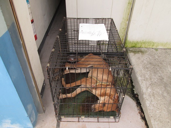 台南對於重症垂死的狗也不安樂死，而是由民間收容所接手治療安養。　蕭士塔/攝