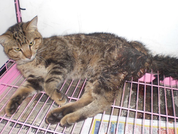 傷勢如此嚴重的傷貓，民間收容所仍願意收容診治。　蕭士塔/攝