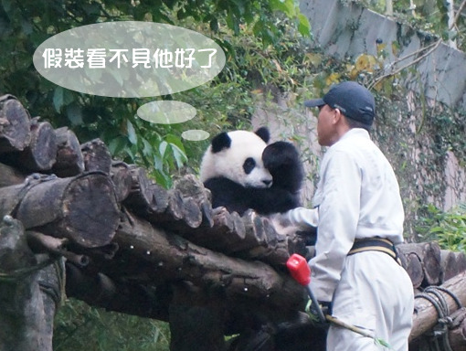 圓仔不想回寢室，遮眼假裝看不見保育員。　文/設計對白 圖/北市動物園
