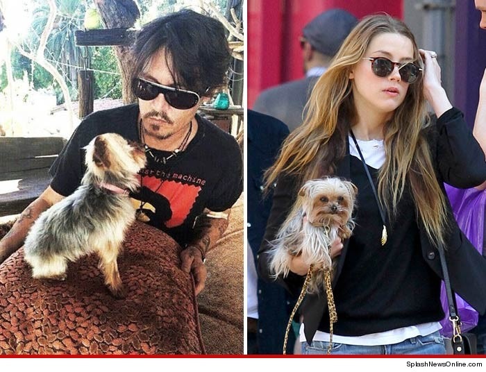 強尼戴普及妻子養的兩隻約克夏，因違法入境澳洲，下令將狗遣返回美國。　取自tmz.com