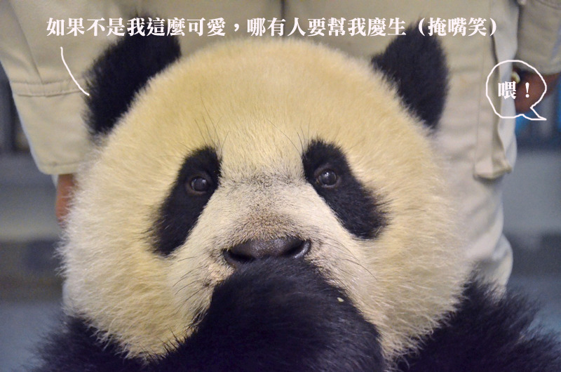 圓仔因為一連串的活動而引起動保團體抨擊。　台北動物園/提供