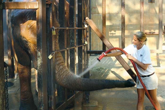 動物園保育員的工作不為人知，相當神秘。　取自網路