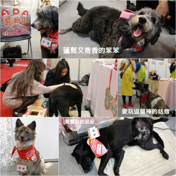 APA有3隻公關犬，親人乖巧身懷絕技！　何宜/攝