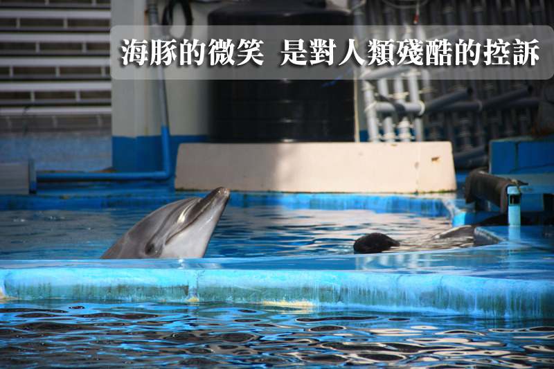 鯨豚是擁有「自我意識」及「高度智慧」的動物，人類卻將牠們禁錮在狹小枯燥的環境中。　動社會/提供