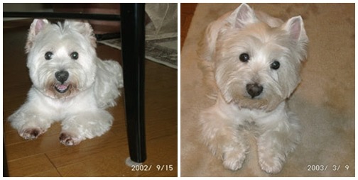 半年的時間,是什麼原因讓眼睛周圍及腳足的毛色變化這麼大? 飛比樂/提供