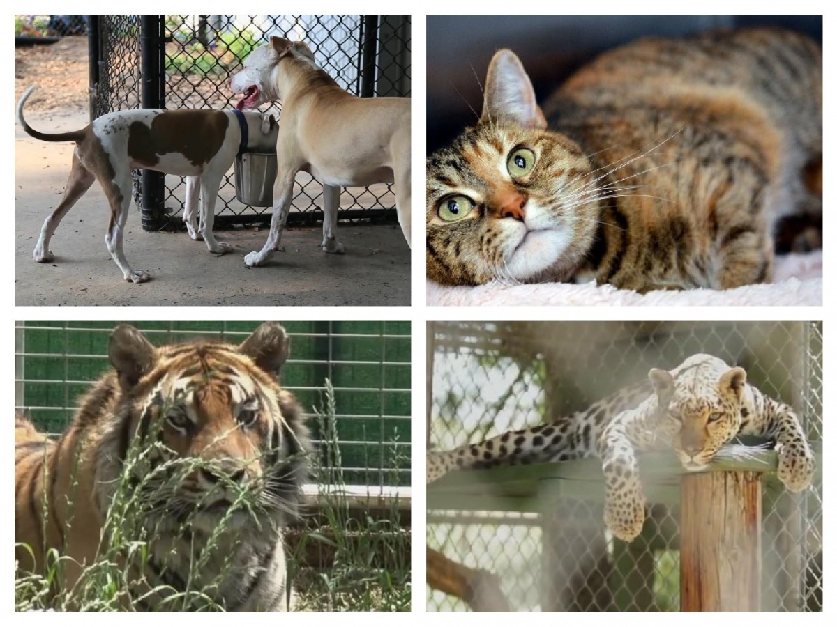 《讓我回家》紀錄片裡不只有貓狗,還有紅毛猩猩棲地問題、迷你豬棄養問題等等。 華影國際影藝/提供