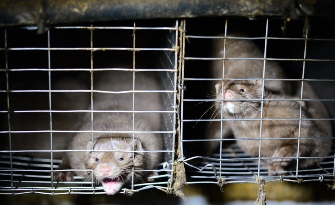 經過動保人士長達13年和政府的溝通，才促成了這項豐碩的成果，拯救上百萬隻無辜的貂！　取自canada.com