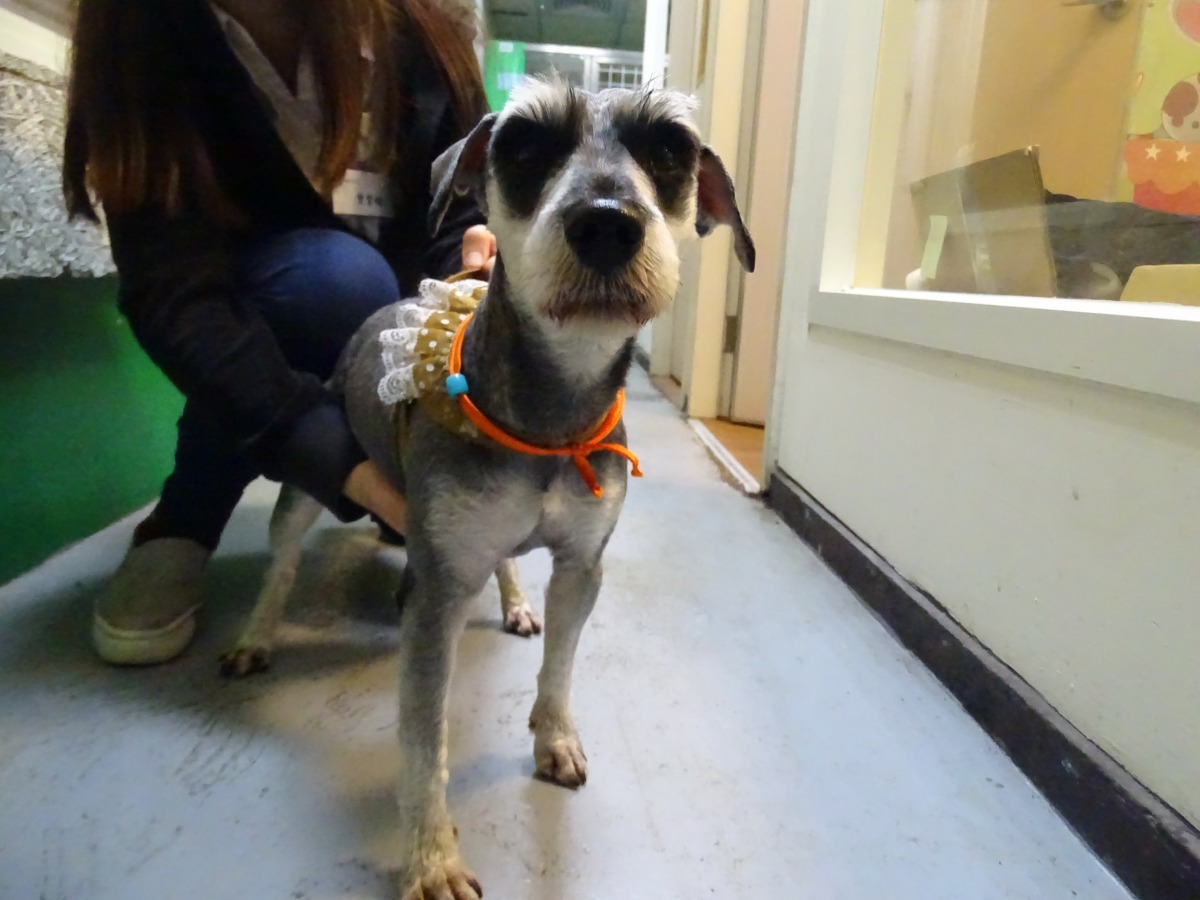 飼主將雪納瑞送至寵物美容店美容，但是後卻未依約領回，動保處調閱監視器後循線找出飼主，並依法開罰。　台北動保處/提供