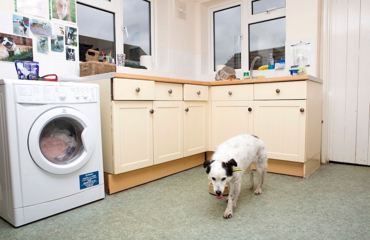 老屋裡的狗狗生活在一個跟原本家中差不多的環境，對他們而言較熟悉。　取自鏡報