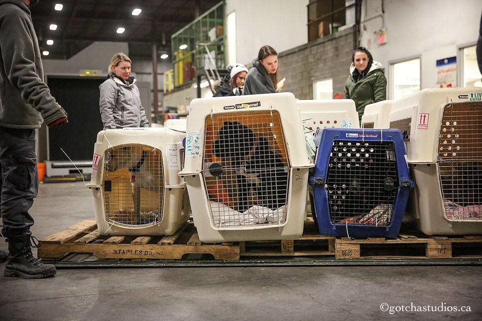 準備啟程前往加拿大的狗兒們。　取自Dog Tales Rescue and Sanctuary