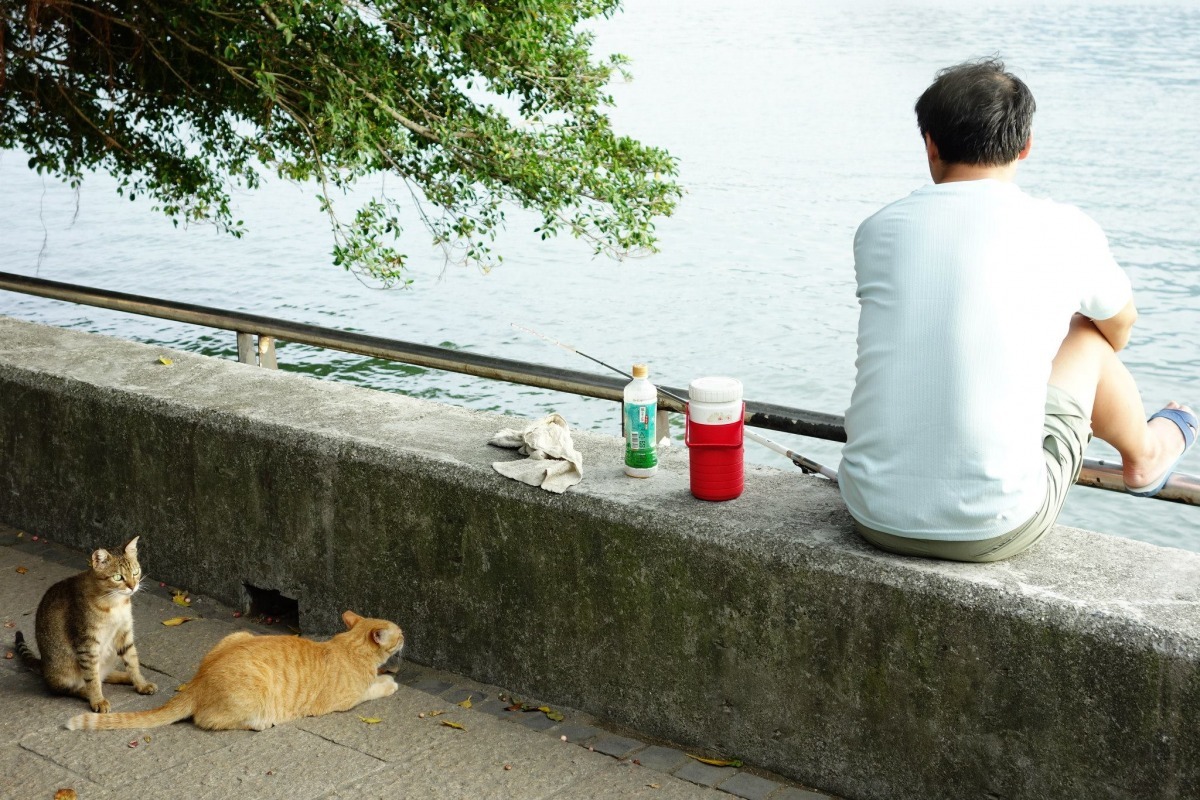 淡水，有貓。貓在夕陽下伸伸懶腰，啊，這是淡水最動人的景色。　取自淡水有貓社團（余重諾/攝）