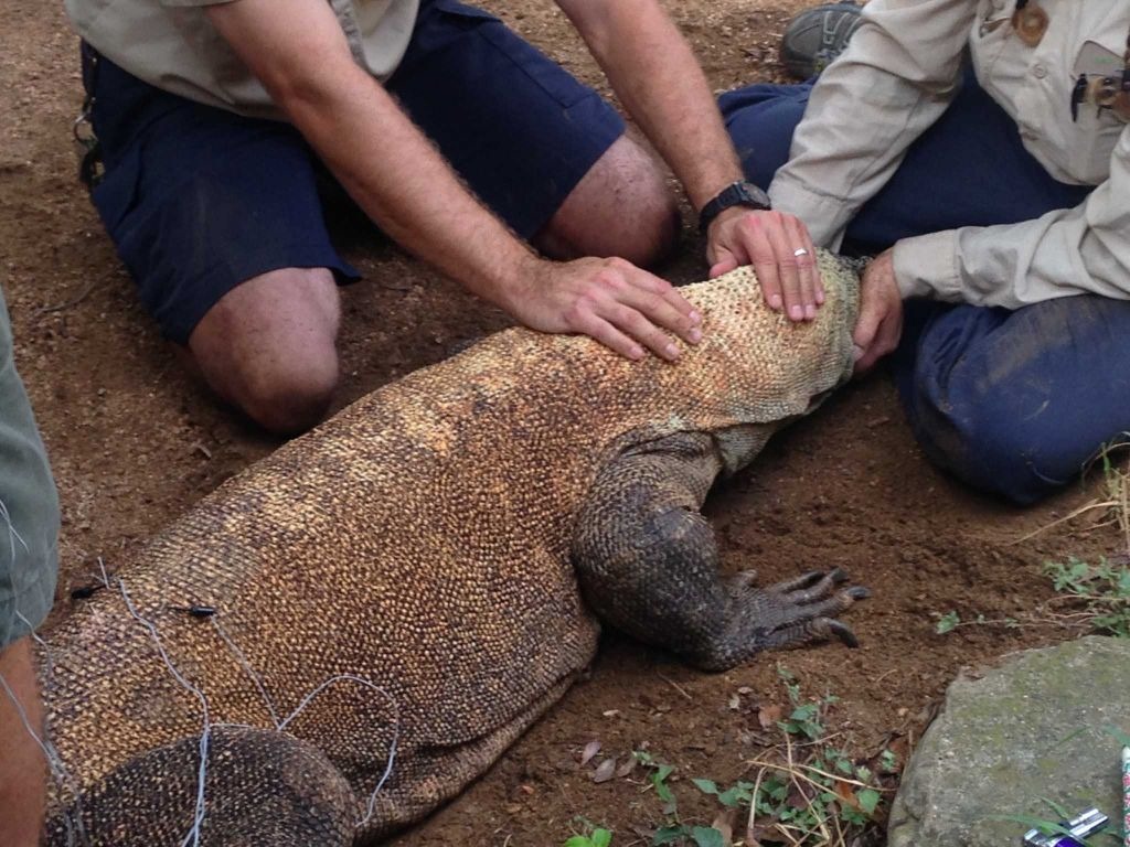 美國聖安東尼奧動物園替科莫多巨蜥進行針灸電療。　取自expressnews