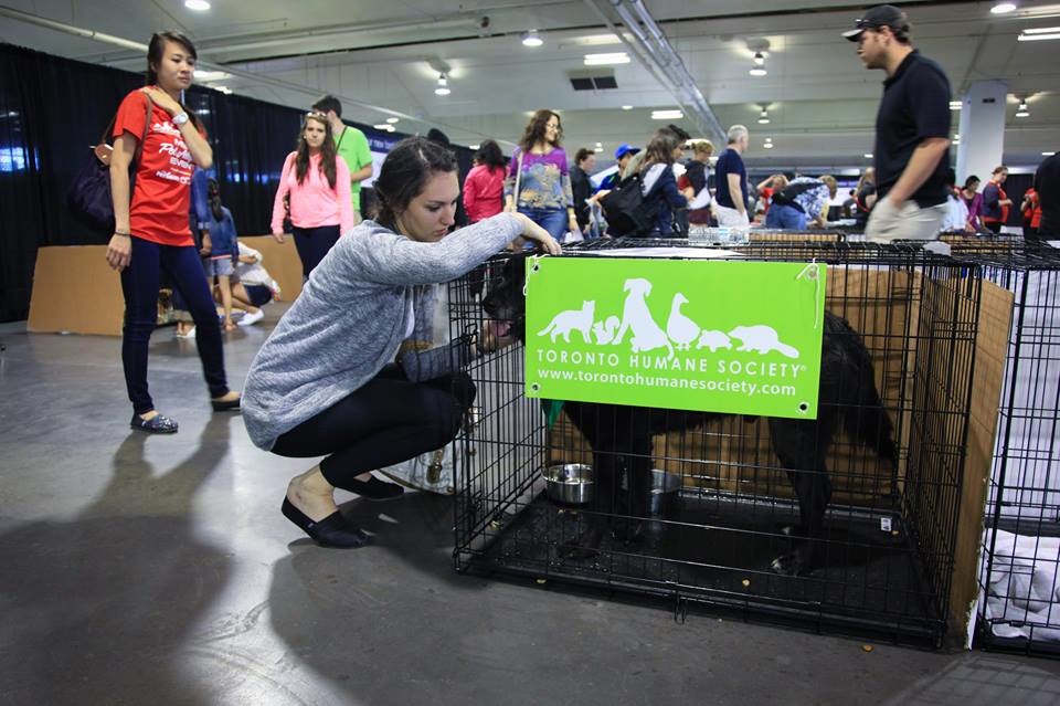 活動第一天所有的狗狗就被領養一空! 取自Toronto Humane Society