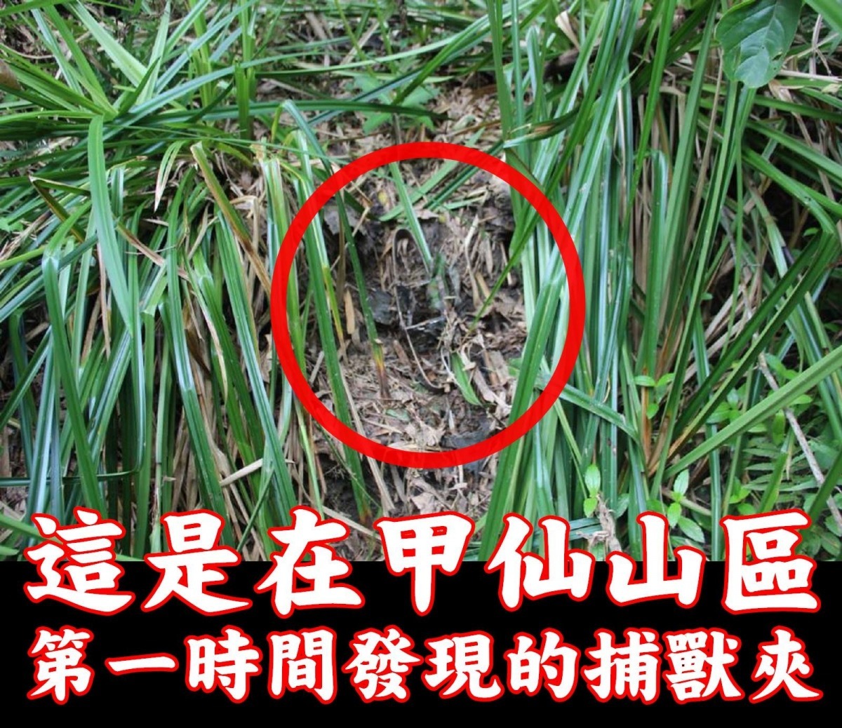 捕獸鋏隱蔽難以發現。　台灣愛狗人協會/提供