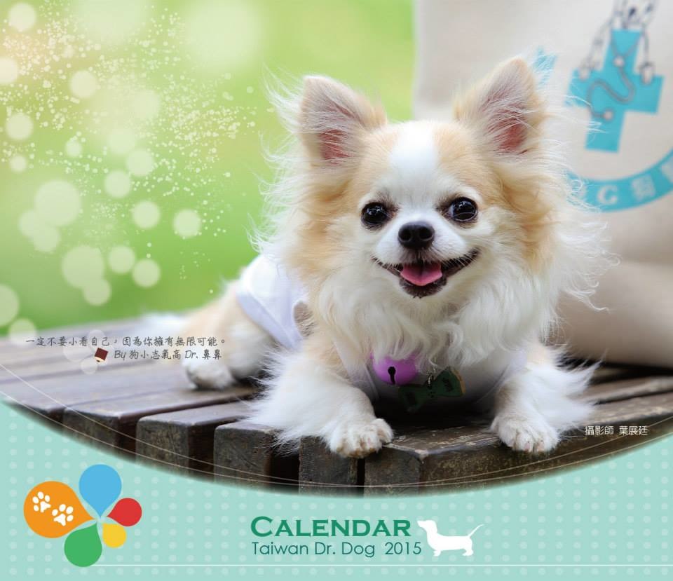 台灣狗醫生協會2015年的桌曆,是由長毛吉娃娃鼻鼻擔任模特兒! 取自台灣狗醫生協會臉書