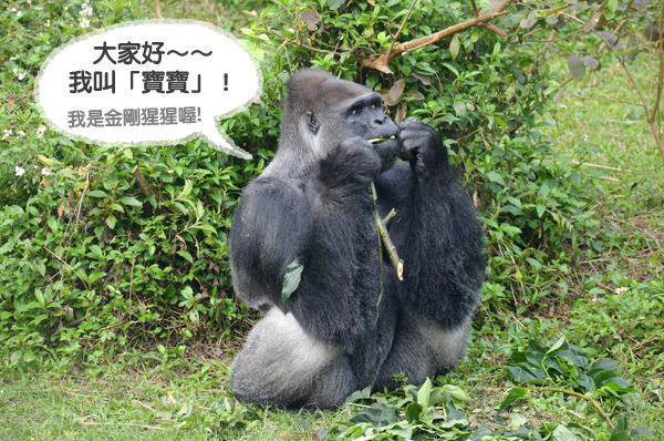 動物園將金剛猩猩寶寶的展區加裝訓練平台,讓遊客可以近距離觀看「動物訓練」! 台北動物園-陳瑋玥/攝