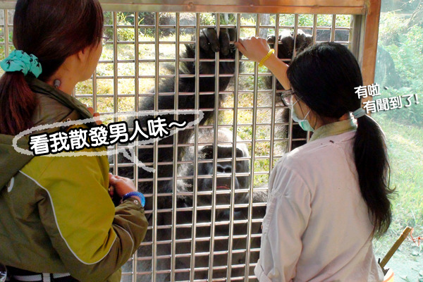 長期觀察,正值壯年的寶寶比較喜歡女性遊客,還會乖乖坐著讓女生拍照喔! 台北動物園-李毓文/攝