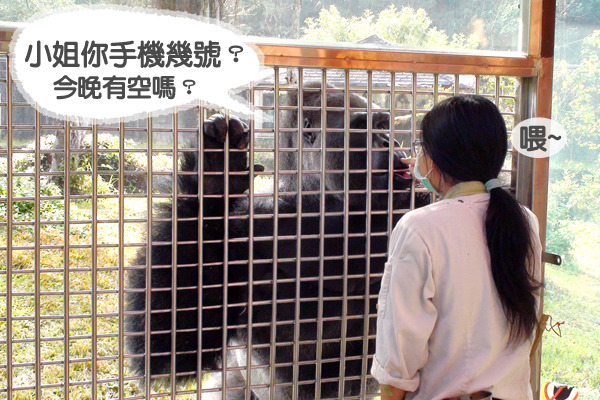動物訓練不是為了表演目的,而是讓動物和保育員培養默契,也讓獸醫在進行醫療時事半功倍。 台北動物園-李毓文/攝