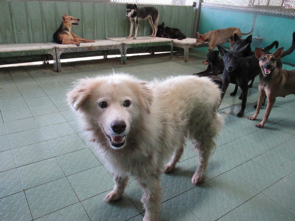 收容所零安樂死共識一出,農委會、民間動保團體及各縣市公立收容所紛紛表態。 取自高雄燕巢收容所(非官方)臉書粉絲團