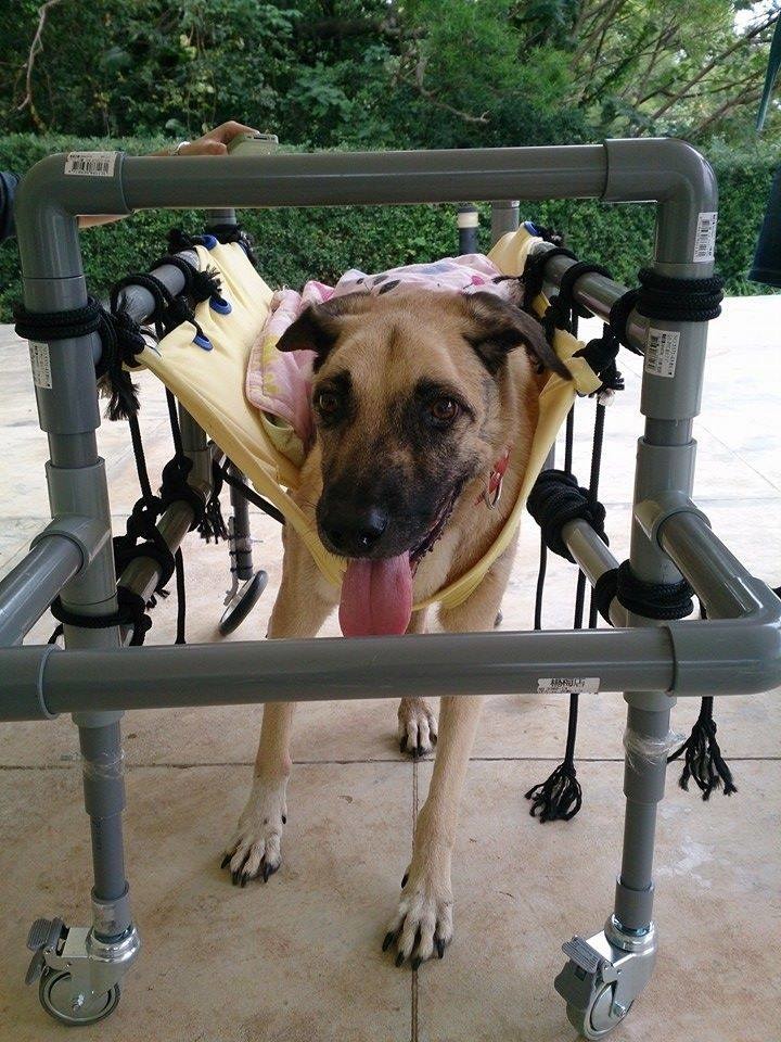 黑嘴需要數人合力才能將牠抱到輪椅上，一週大約3、4次會用輪椅復健。　取自懷生社臉書