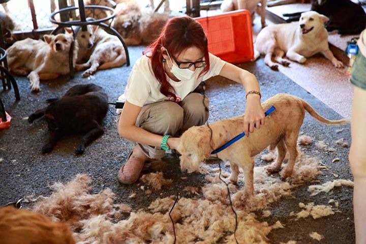 邵馨儀本身就相當關心流浪動物，不但連續5年辦活動募款，也時常利用時間到狗場幫忙。　邵馨儀/提供