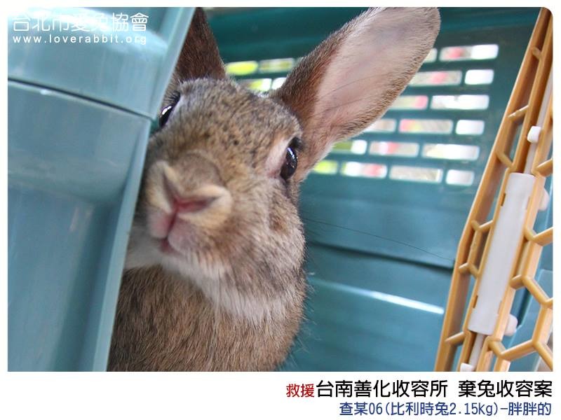 善化的15隻兔兔約3週後會再進行送養會，屆時可確認母兔有沒有懷孕，想養兔子的民眾也可以到愛兔之家逛逛喔！　取自愛兔協會臉書