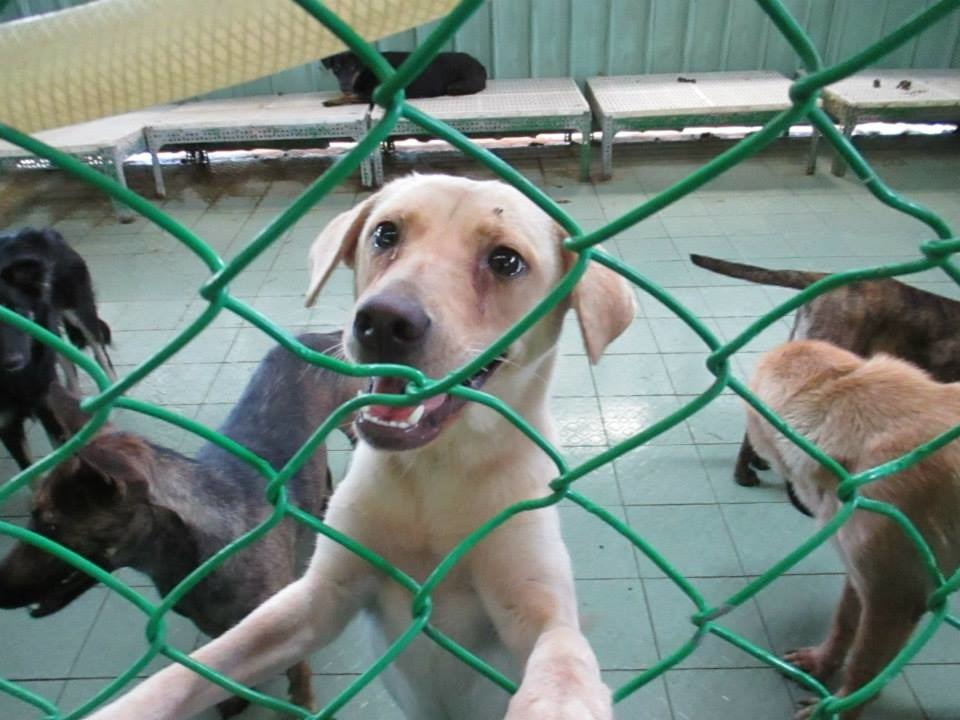 各縣市公立收容所幾乎都有各自應對措施。 取自高雄燕巢收容所(非官方)臉書粉絲團