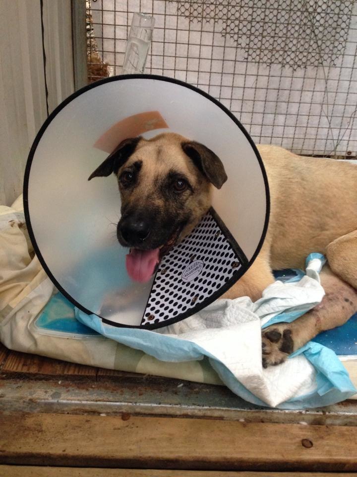 黑嘴雖然會因為身體病痛而哀嚎生氣,不過看見人還是會露出這樣可愛的模樣。 取自懷生社臉書