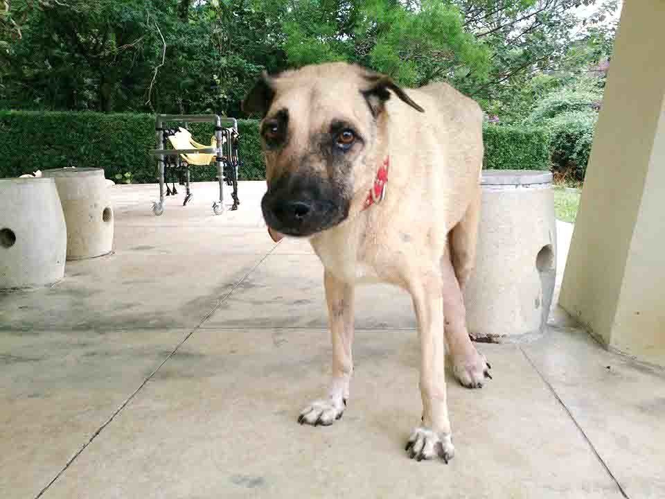 拖著水腫的右後腿,罹患2種癌症、高齡的狗王黑嘴仍不向病痛低頭。 取自懷生社臉書