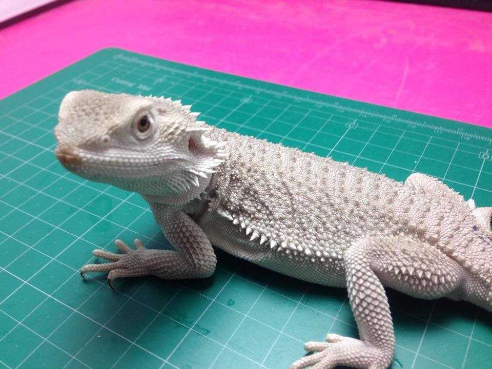 在台灣市場相當罕見的無紋鬆獅蜥，當天會出現在兩爬特展。　發記美味爆漿蟋蟀/提供