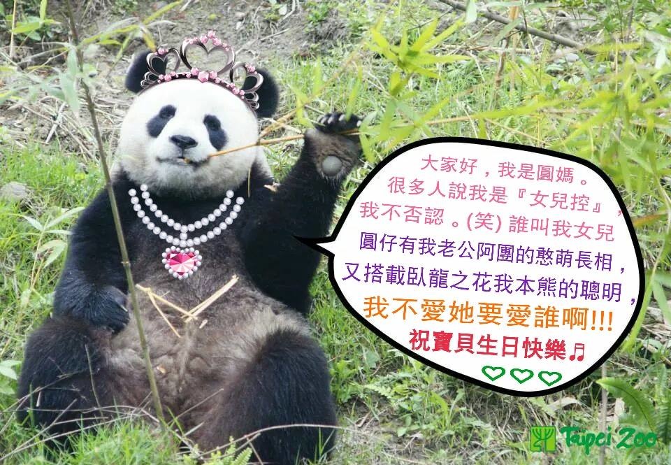 網友Sena Yumin製作想對圓仔說的話，內容相當逗趣。　取自圓仔仔我想跟你說活動