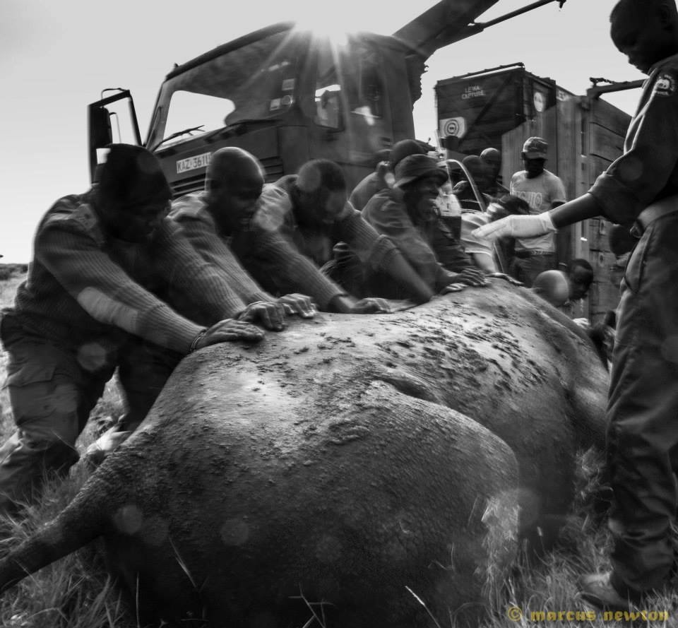 這次的原放活動，也是第一次當地居民願意共同保衛黑犀牛。　取自Lewa Wildlife Conservancy FB