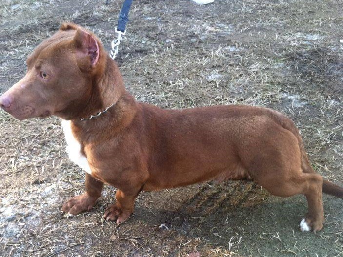 雷米的長相相當逗趣好笑，雖然有著比特犬的臉，但卻是臘腸身體！　取自Rami臉書