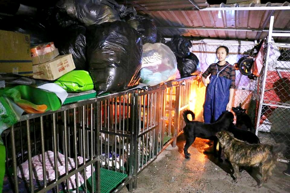 有了二手保暖衣物,狗狗也不用怕過冬了。 Uber/提供