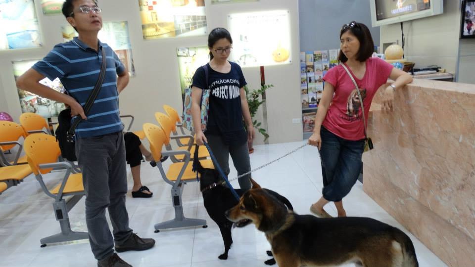 遭打傷的妞妞事後被送醫時,仍是對人類相當友善,讓人心憐。 取自王春金臉書