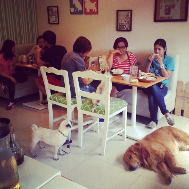 餐廳鼓勵人狗同桌共食,如果擔心狗狗隨地上廁所,可以使用禮貌帶。 取自Whole Pet Kitchen臉書