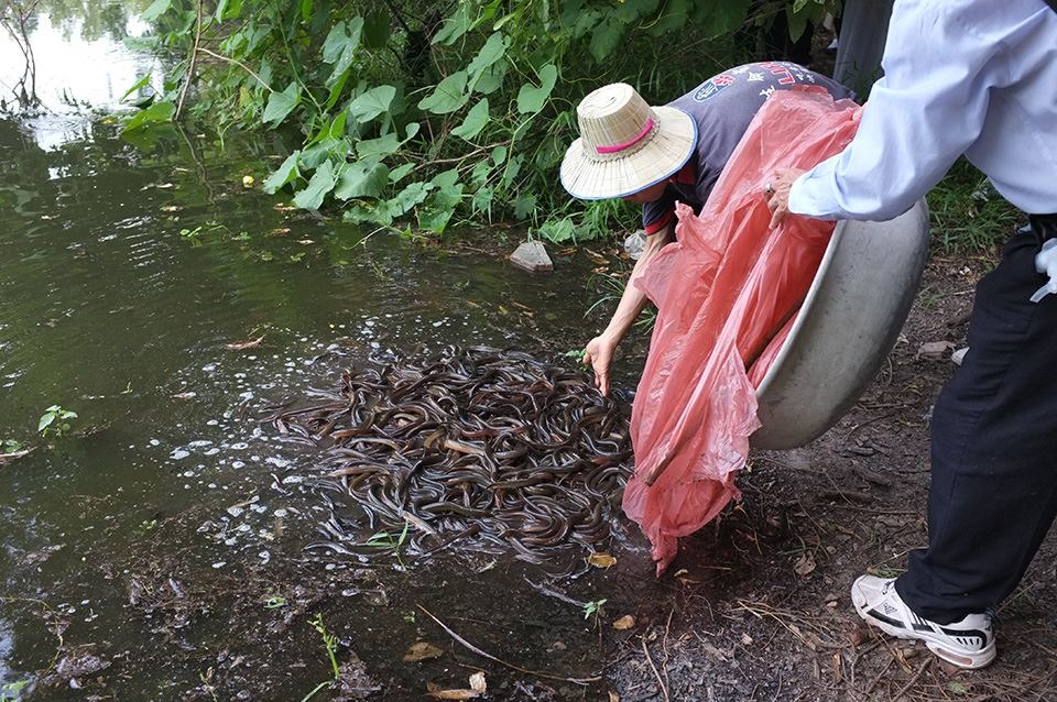 隨意放生外來種生物會危害生物多樣性。圖為「國際千場放生」在屏東東港中心放生134隻泥鰍及24隻青蛙。 取自國際千場放生臉書