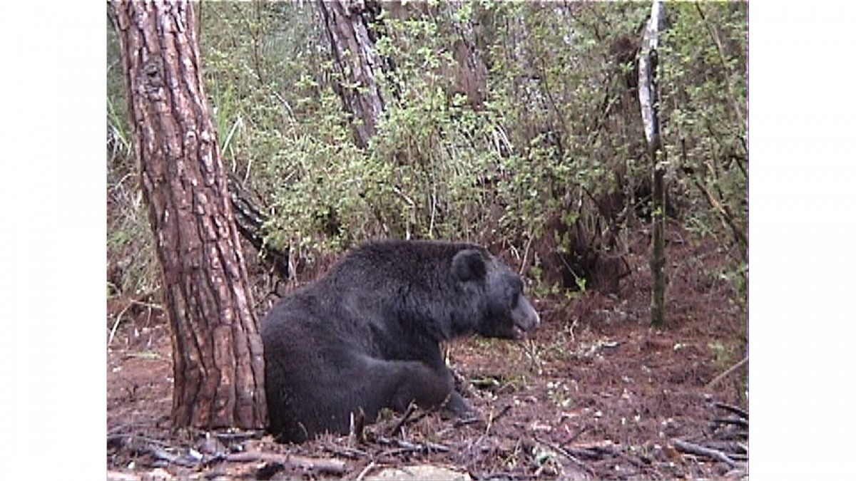 黃美秀老師在14年前麻醉處理Lon時說了一次對不起，而日前將屍體帶回屏科大時，又說了一次對不起，那時還不知道牠原來就是Lon。　翻攝自黃美秀臉書