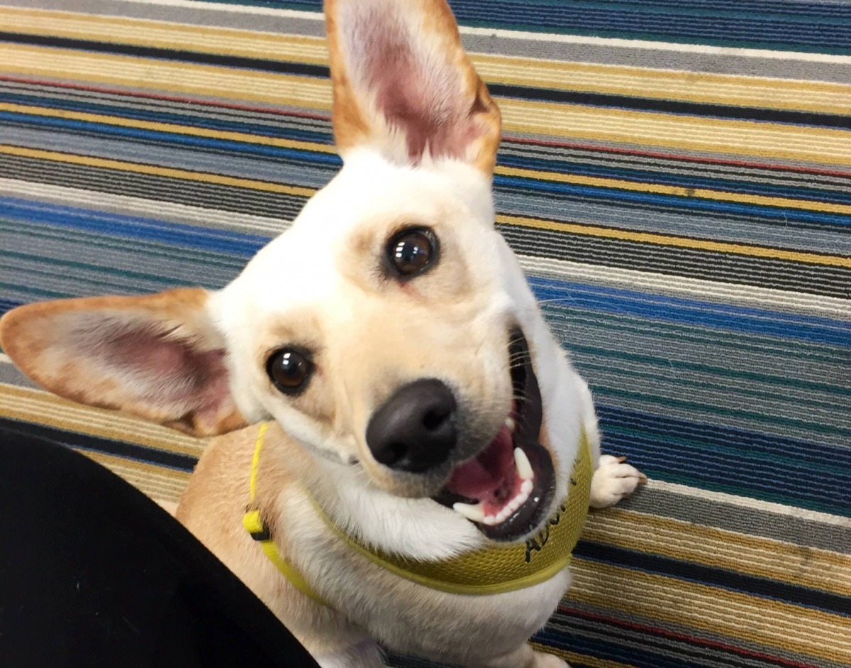 美國一家精品飯店與動保團體合作推出在飯店裡領養狗狗的模式。　取自Aloft飯店臉書