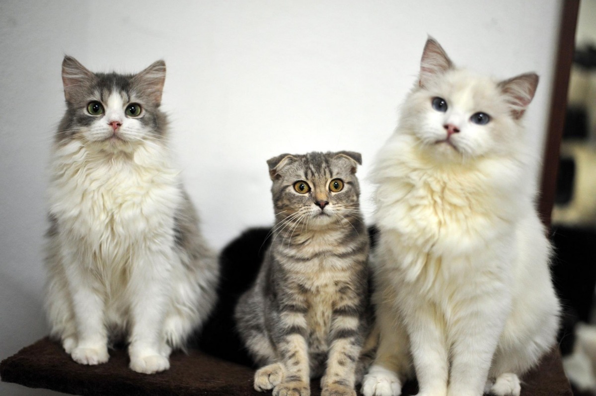 有許多離職員工及顧客都表示該店沒有好好照顧貓。　取自Cuddles Cat Cafe