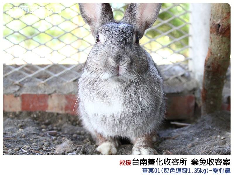 愛兔協會11/5日到善化收容所將15隻棄兔全數帶回安置。　取自愛兔協會