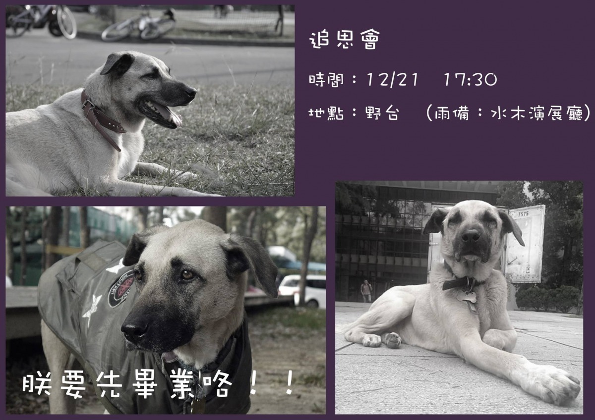大家都說，黑嘴只是先畢業了，到天上去還是一樣是守護全校、威風凜凜的狗王。　取自黑嘴臉書