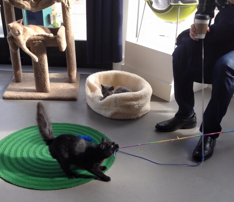 你可以拿著咖啡、甜點，進到貓咪區和裡頭的貓咪們互動，有機會還能把牠們帶回家疼愛一輩子！　取自貓鎮咖啡館臉書