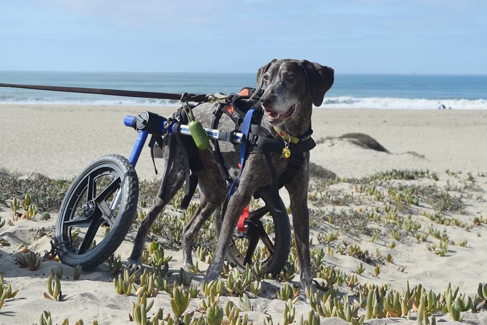 森林是被救援後送養的狗狗，遇到了一對疼愛、不願放棄牠的飼主，也度過了精彩的狗生。　取自Run, Forrest, Run