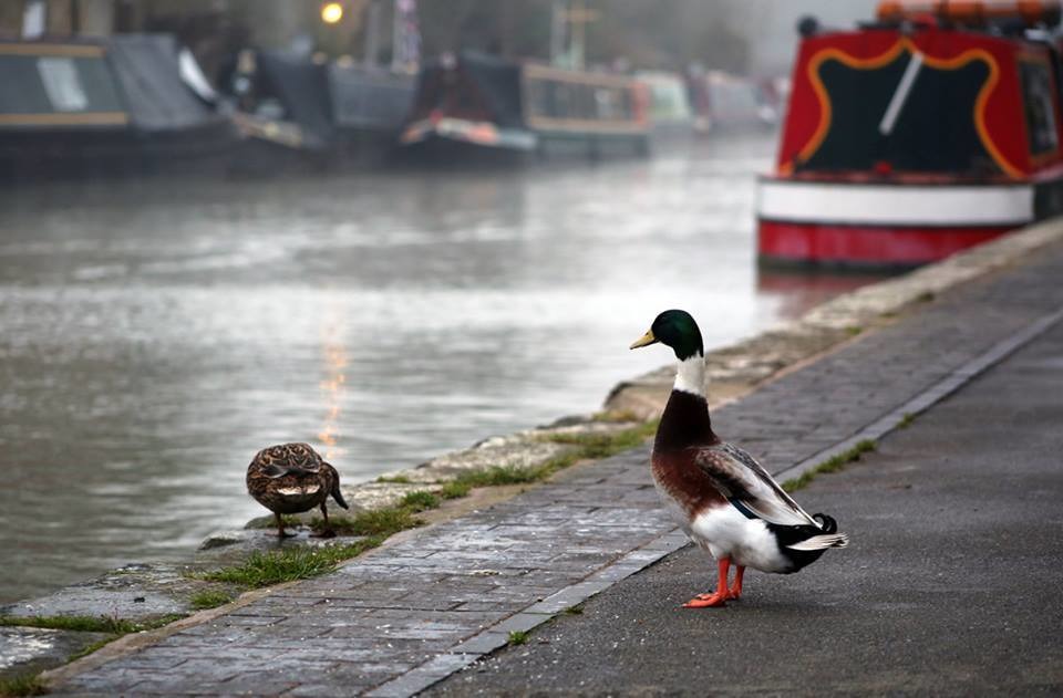 運河與河流基金會也提倡「共享空間、放慢步調」的理念。 取自Canal and River Trust臉書
