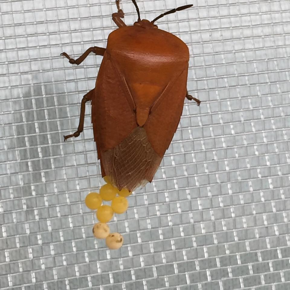 荔枝椿象為一年一世代的昆蟲，成蟲壽命可長達200-300 天，雌蟲平均每隻每次產下約 14 顆卵，平均一生中能產5到10次，一隻雌蟲一生中最多能產下約 140 顆卵。　翻攝自江蕙臉書