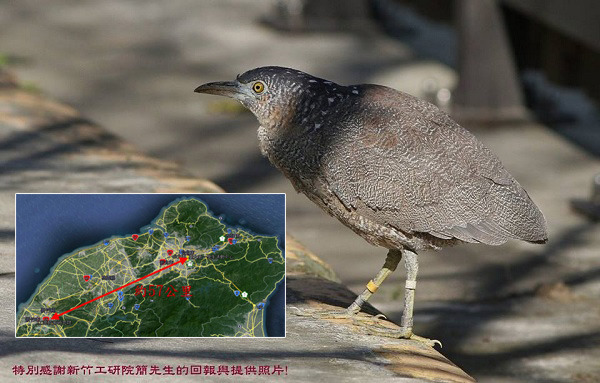 繫放工作可以讓我們了解黑冠麻鷺的遷徙的動向等等，對研究人員來說是珍貴的資料。　取自黑冠麻鷺故事館