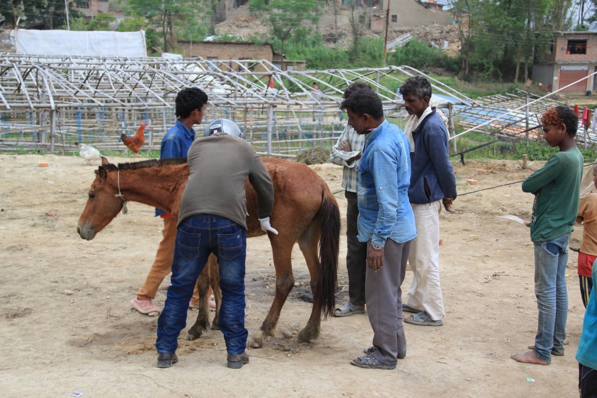 Animal Nepal組織的獸醫到勒利德布爾城治療受傷馬匹,而Animal Nepal目前希望大家可以捐款幫助他們做更多事。 取自Animal Nepal