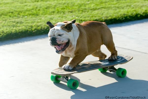 蒂爾曼是有名的滑板狗,不但滑板技術一流,衝浪、滑雪也都難不倒他! 取自Tillman臉書